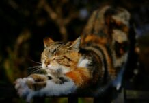 몸과 마음을 깨우는 운동 루틴 orange tabby cat stretching position on railing