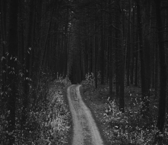 어디서나 15분 명품 숲세권! 남산자락숲길 전면 개통 a black and white photo of a dirt road in the woods