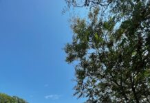 평소보다 더 피곤한 하루, 이유는 따로 있어요 a grassy field with trees and mountains in the background