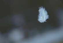 마음의 평화를 찾아가는 여정, 명상의 힘 shallow focus photography of white feather dropping in person's hand