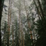 건강 관리의 또 다른 선택지, ‘대체요법’ 일상 속에 스며들다 Tall pine trees in a misty forest