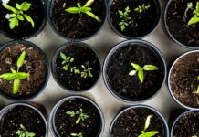“일상 속 웰니스, 작지만 확실한 변화가 건강을 만든다” green leafed seedlings on black plastic pots