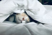 달라지는 ‘수면 습관’… 일상 속 작지만 효과적인 숙면 전략 white cat sleeps under white comforter