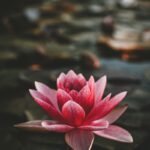 일상 속 정신건강 지키기, 쉽고 실천 가능한 최신 루틴 뜬다 pink and white lotus flower